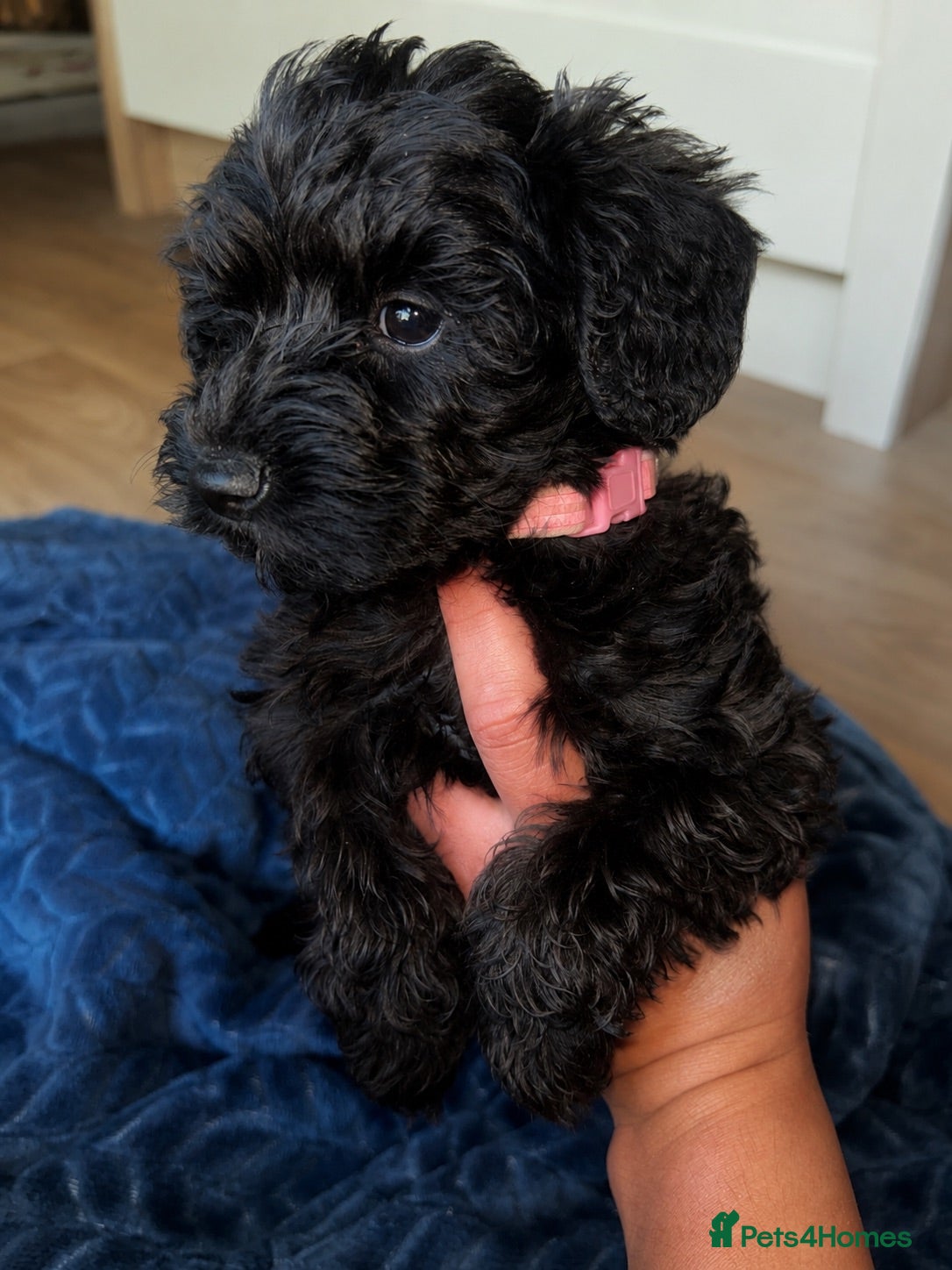 Schnoodle dogs Schoodles  - Advert 2