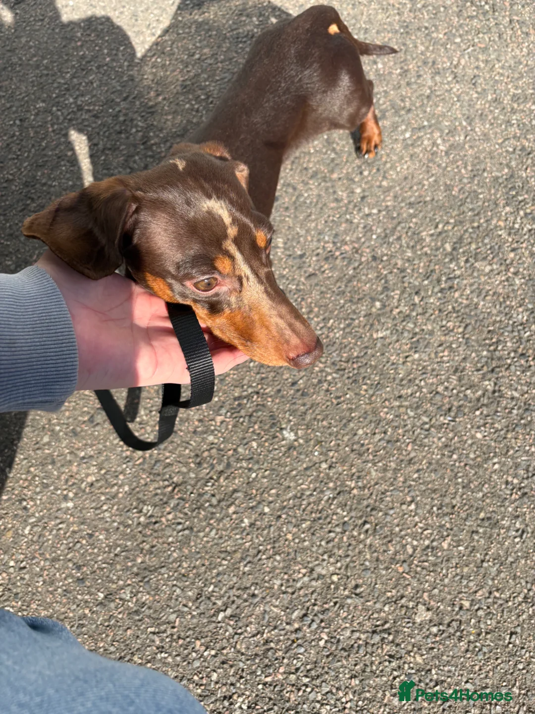 Miniature Dachshund dogs for stud: Mini Dachshund  - Advert 2