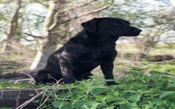 Labrador Retriever dogs for sale: Adorable Labrador puppies - Image 4
