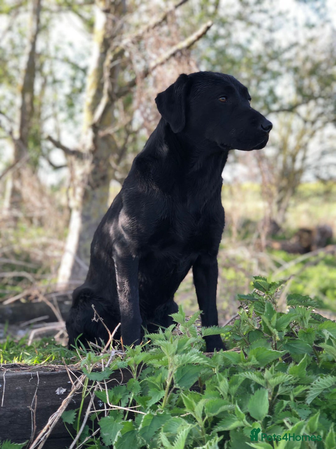 Labrador Retriever dogs for sale: Adorable Labrador puppies - Image 4