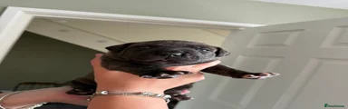 Presa Canario 1