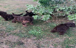 Cockapoo dogs for sale: Stunning F1B Cockapoo puppies  - Image 4