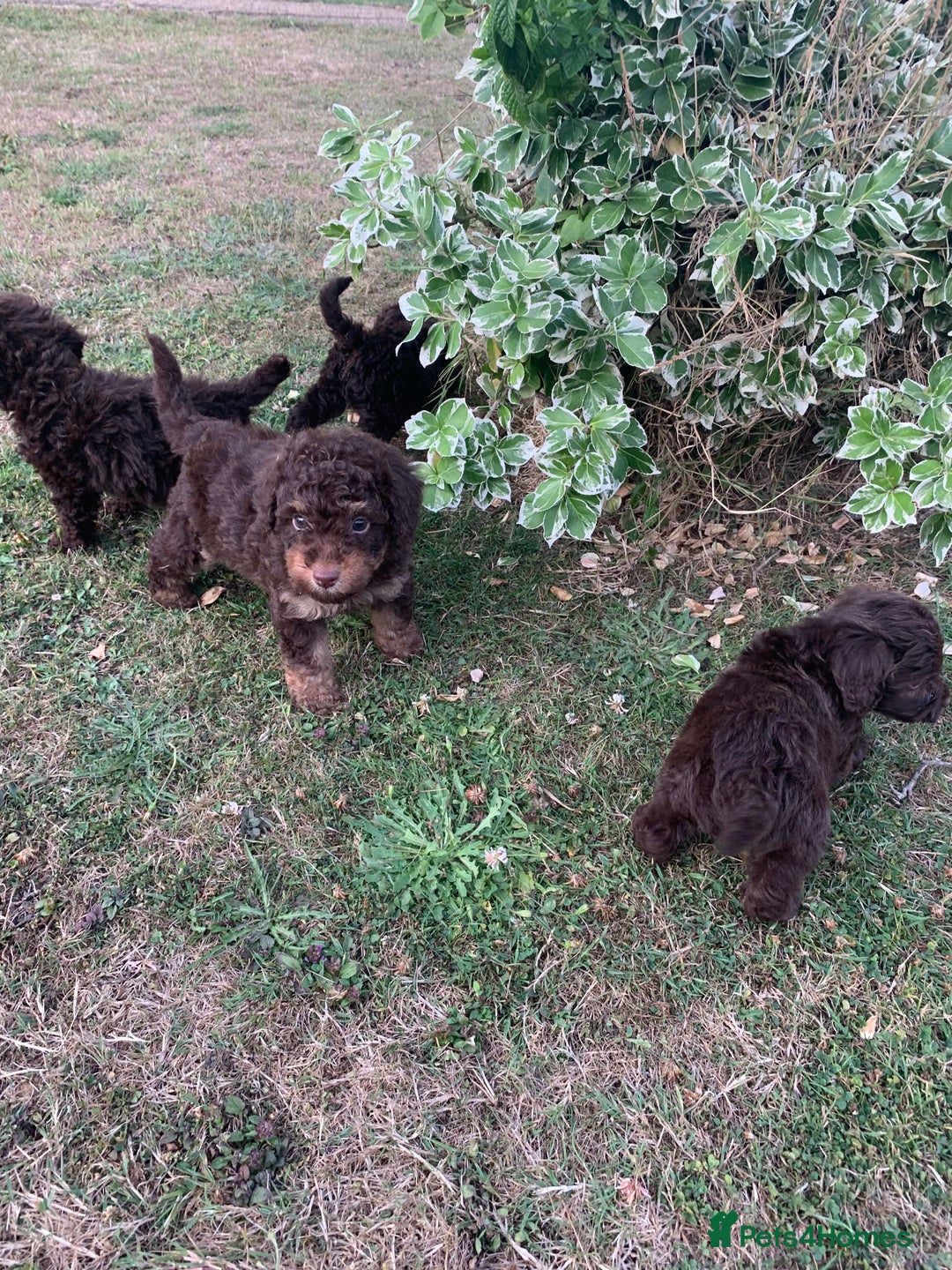 Cockapoo dogs for sale: Stunning F1B Cockapoo puppies  - Image 4