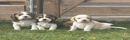 Beagle dogs for sale: Absolutely Stunning Puppies (KC reg) - Advert 4