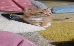 Mixed Breed cats for sale: 4 little kittens ( 3 ginger males+1 calico girl) - Image 4