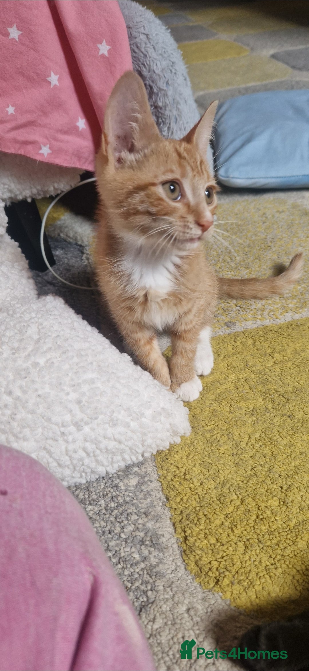 Mixed Breed cats for sale: 4 little kittens ( 3 ginger males+1 calico girl) - Image 4