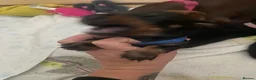 Miniature Dachshund dogs for sale: Beautiful Black and Tan miniature dachshund  - Advert 32