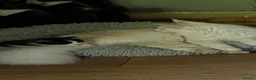 Maine Coon cats for sale: Stunning MaineCoon Kittens–Champion Bloodline in Plymouth - Advert 14