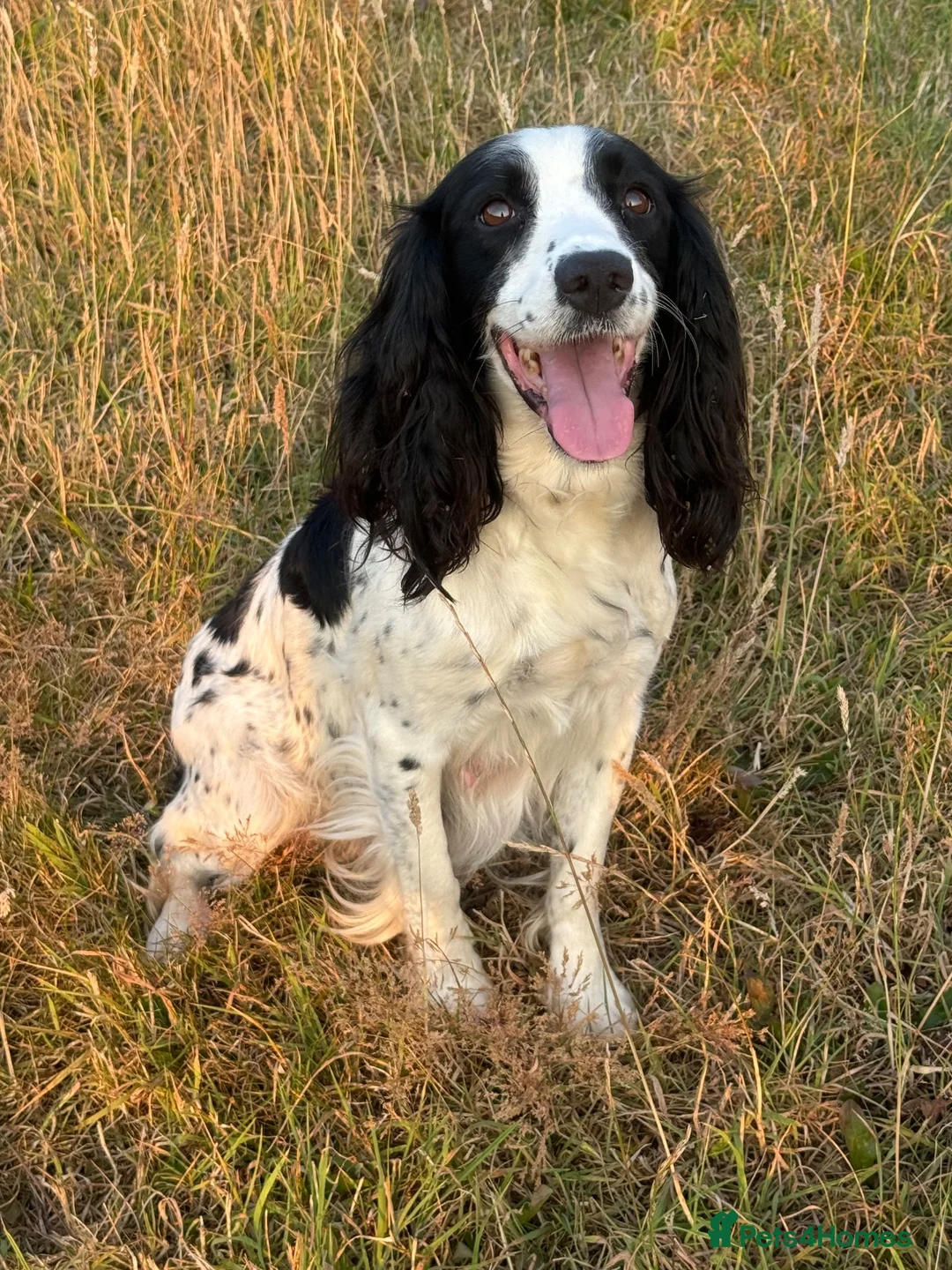 Springador dogs for sale: Beautiful Springador Puppies  - Advert 1
