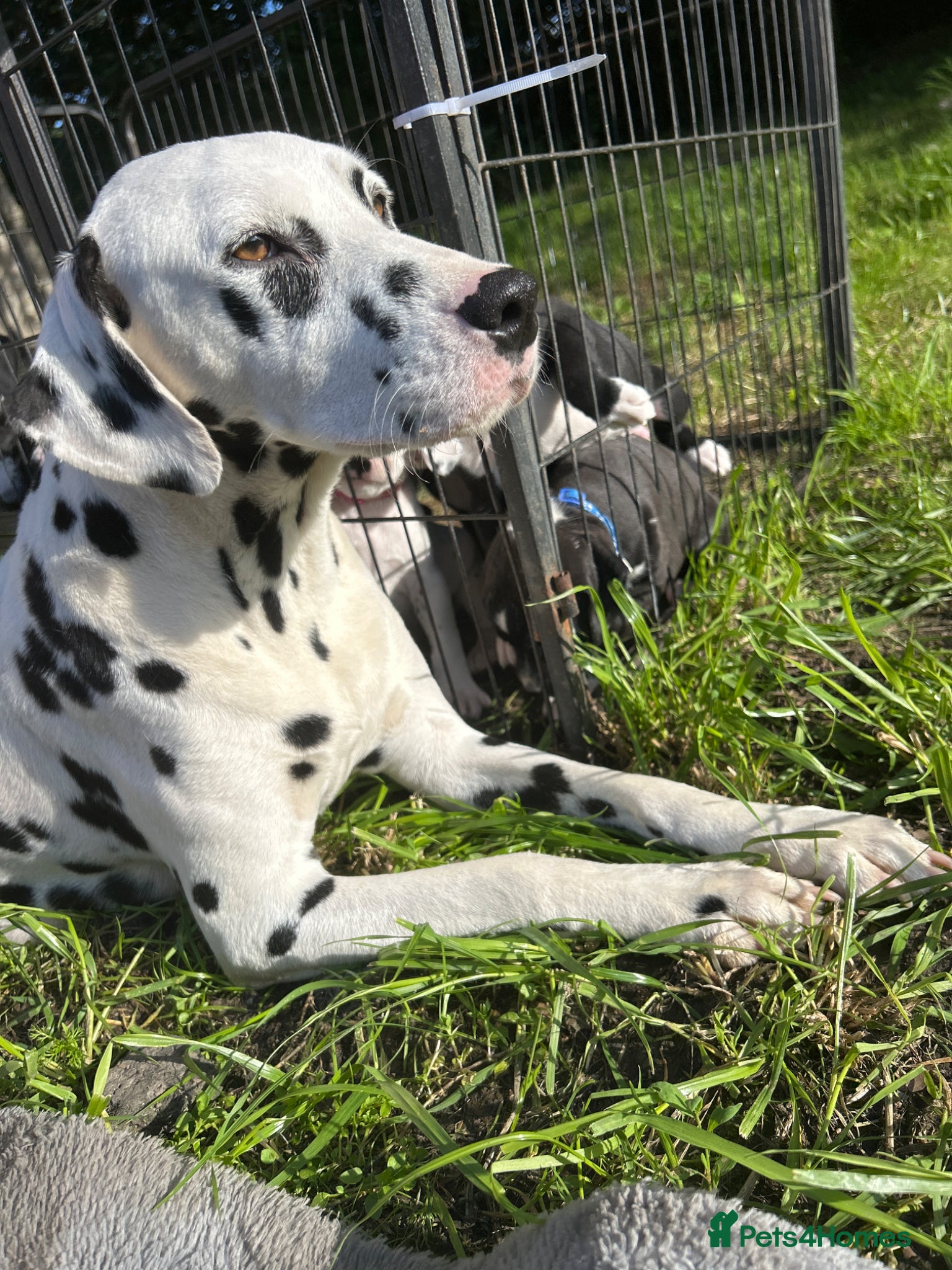 Mixed Breed dogs 🐾 Stunning Dalmatian × Boxer Puppies 🐾 - Advert 1