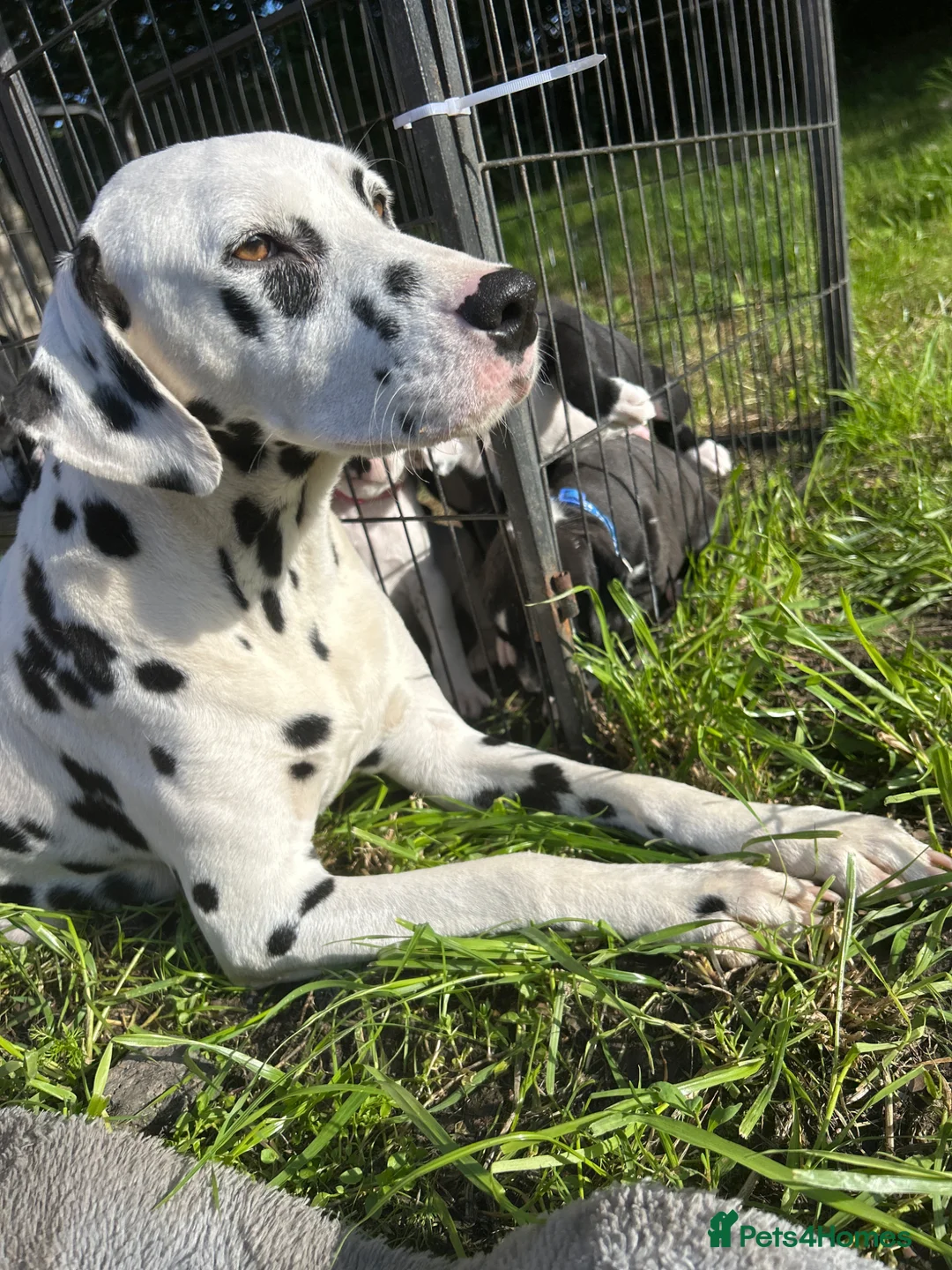 Mixed Breed dogs for sale: 🐾 Stunning Dalmatian × Boxer Puppies 🐾 in Leek - Advert 1