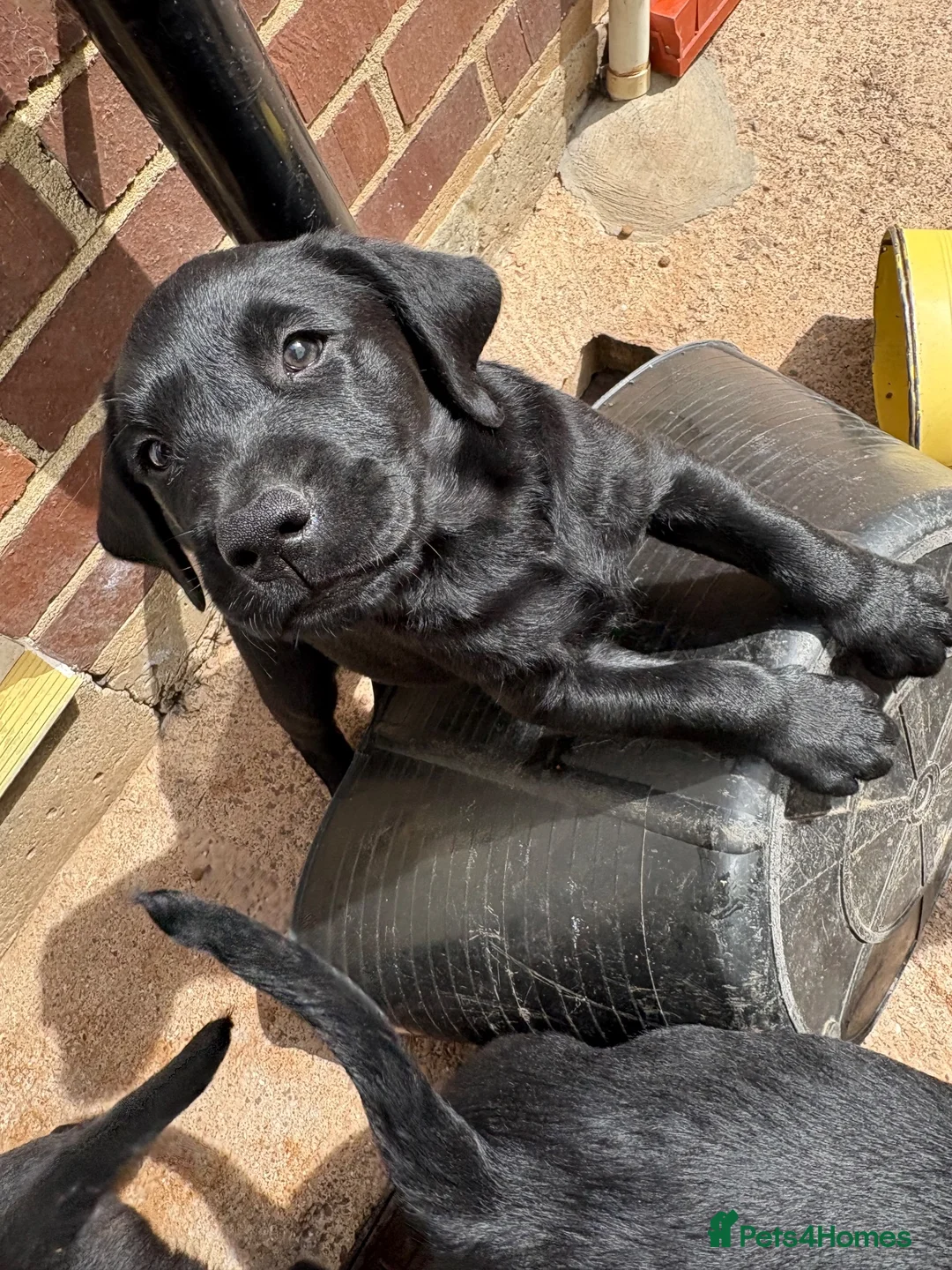 Goldador dogs for sale: 8 adorable goldadors  in Ledbury - Advert 2