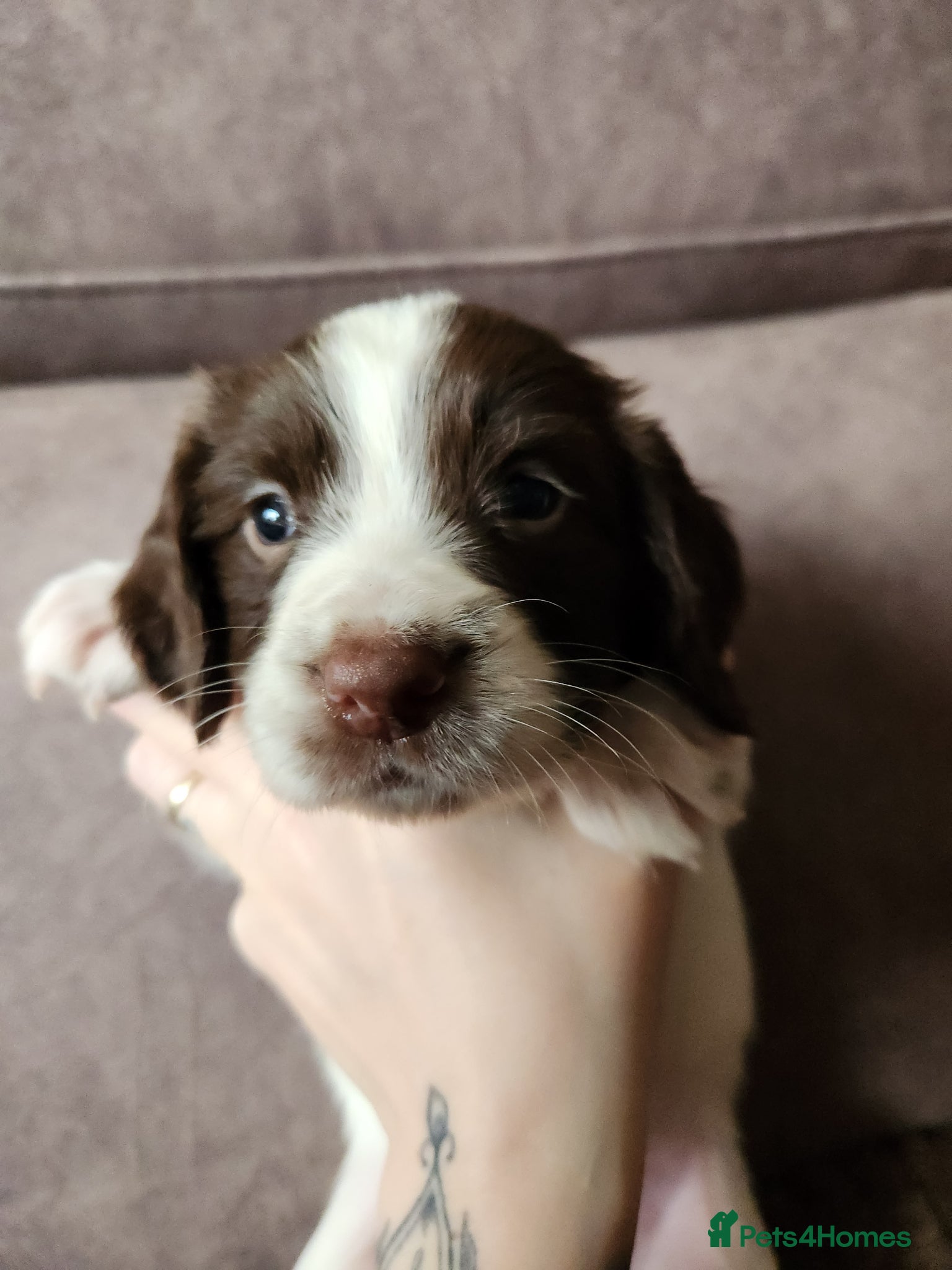 English Springer Spaniel dogs Springer spaniel pups - Advert 1