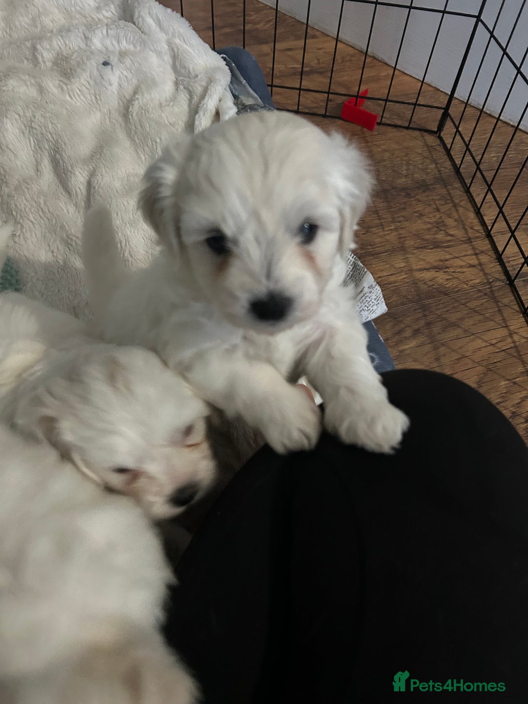 Mixed Breed dogs for sale: 4 Beautiful Maltichon Puppies. - Advert 9