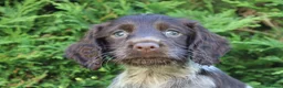 Cocker Spaniel dogs for sale: Kc registered working cockers  - Advert 32