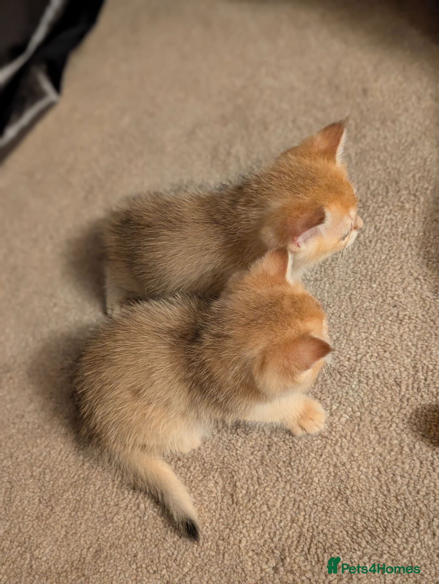 British Shorthair cats TICA British Shorthair Golden Shaded Kittens - Advert 1