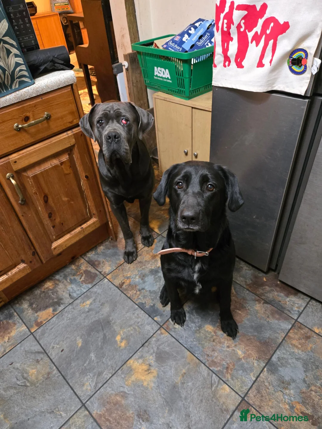 Mixed Breed dogs for sale: Labrador X Cane Corso Puppies READY NOW - Advert 2