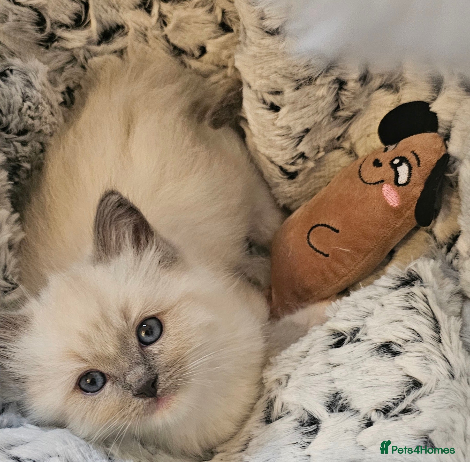 Ragdoll cats ragdoll kittens 😸  - Advert 2