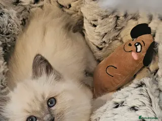 Ragdoll cats ragdoll kittens 😸 - Advert 2