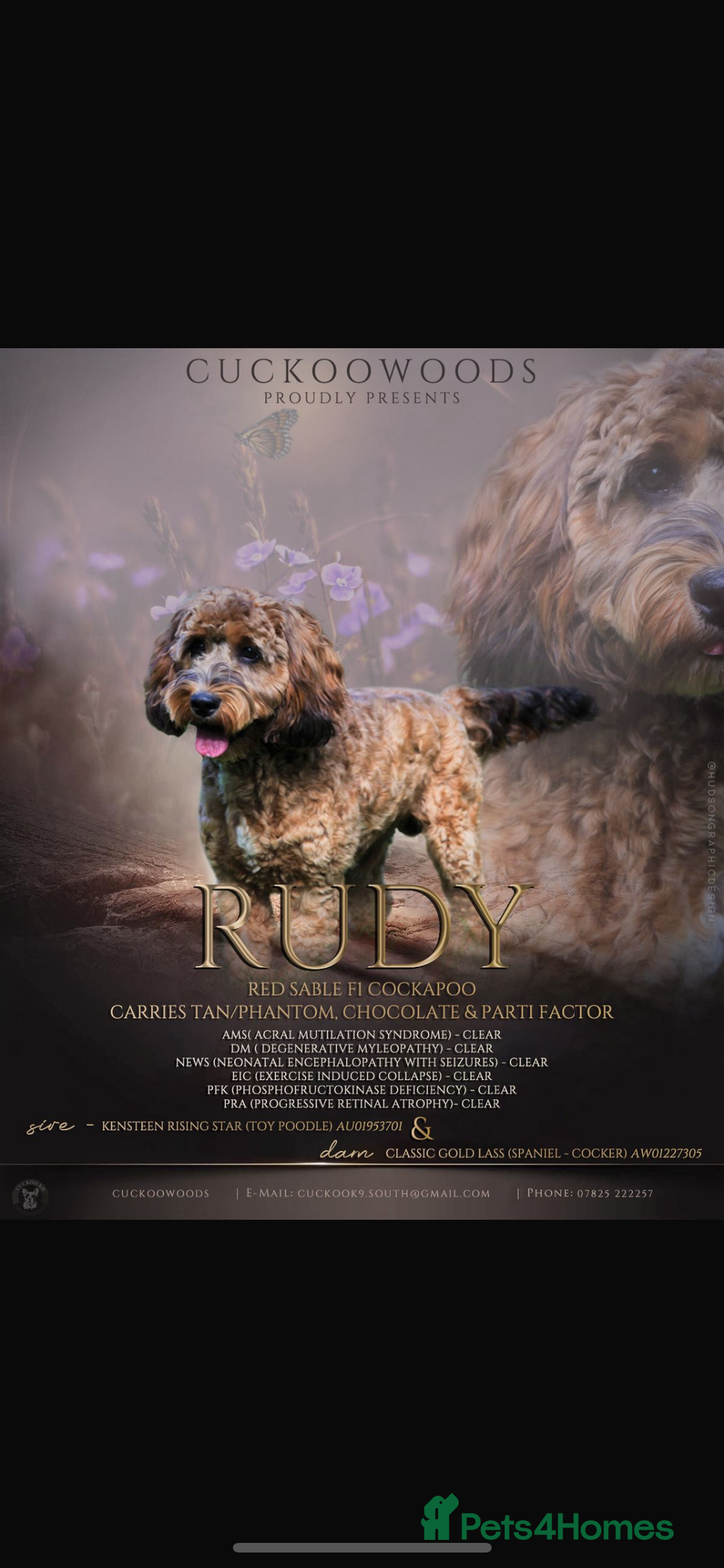 Cockapoo dogs for sale: Beautiful cockapoo puppies - Advert 4