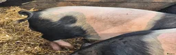 Pig livestock for sale: Saddleback x tamworth  - Advert 3