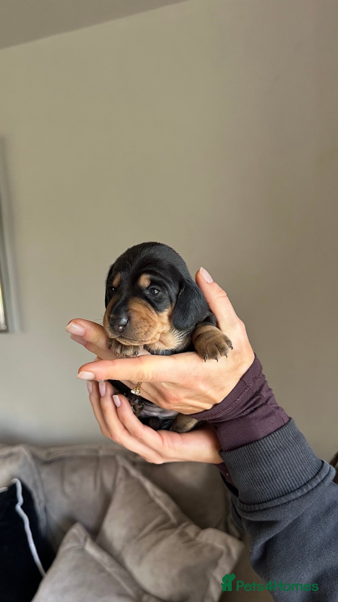 Miniature Dachshund dogs for sale: 5 beautiful miniature Daschund puppies  - Advert 9