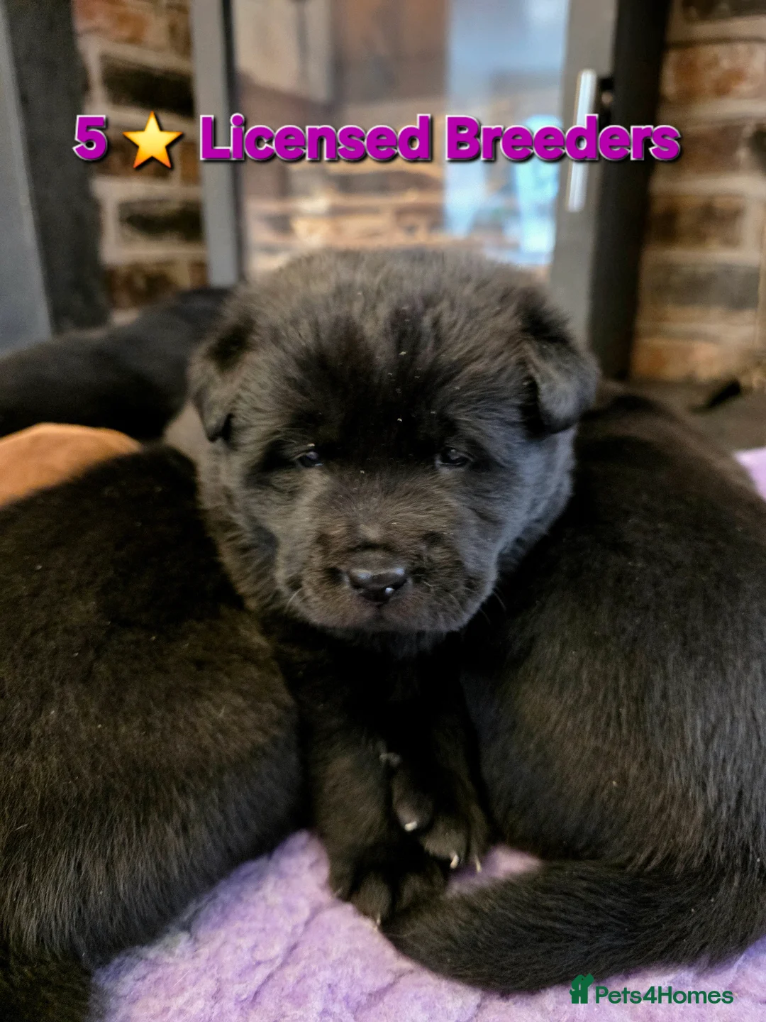 Mixed Breed dogs for sale: Gorgeous Chowador Puppies  - Advert 1