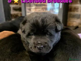 Mixed Breed dogs Gorgeous Chowador Puppies - Advert 1