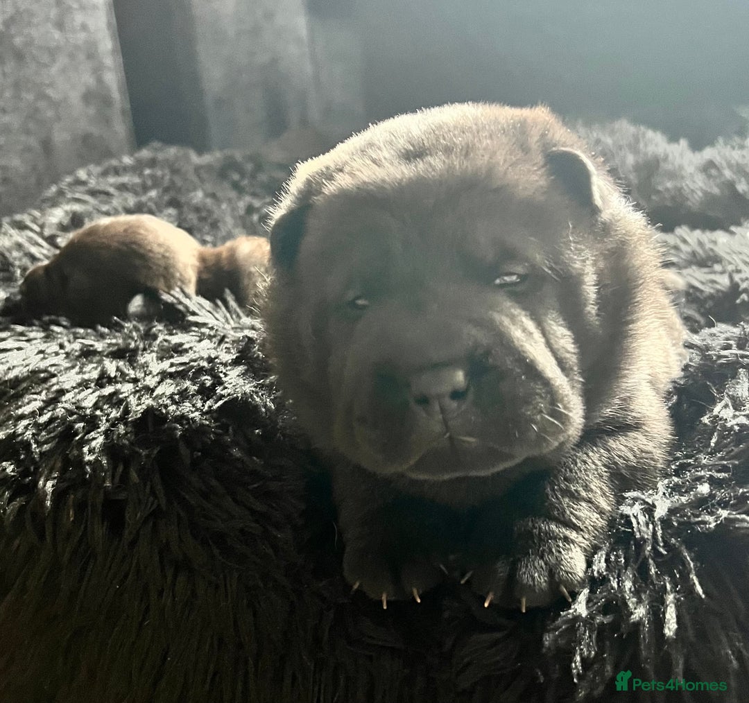 Mixed Breed dogs for sale: ChowPei Pups  - Advert 32