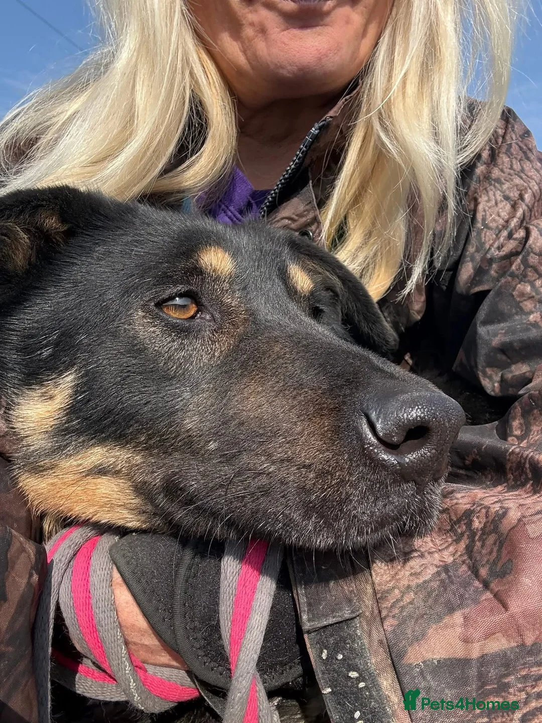 Mixed Breed dogs for adoption: Romeo - Norwich Norfolk  - Advert 1