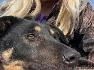 Mixed Breed dogs Romeo - Norwich Norfolk - Advert 2