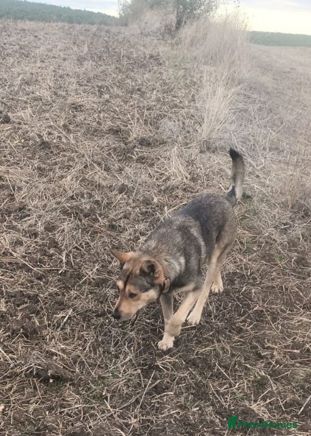 Mixed Breed dogs for adoption: 🐺 WOLFIE – A Brave Soul Ready for a New Life 🖤 - Advert 30