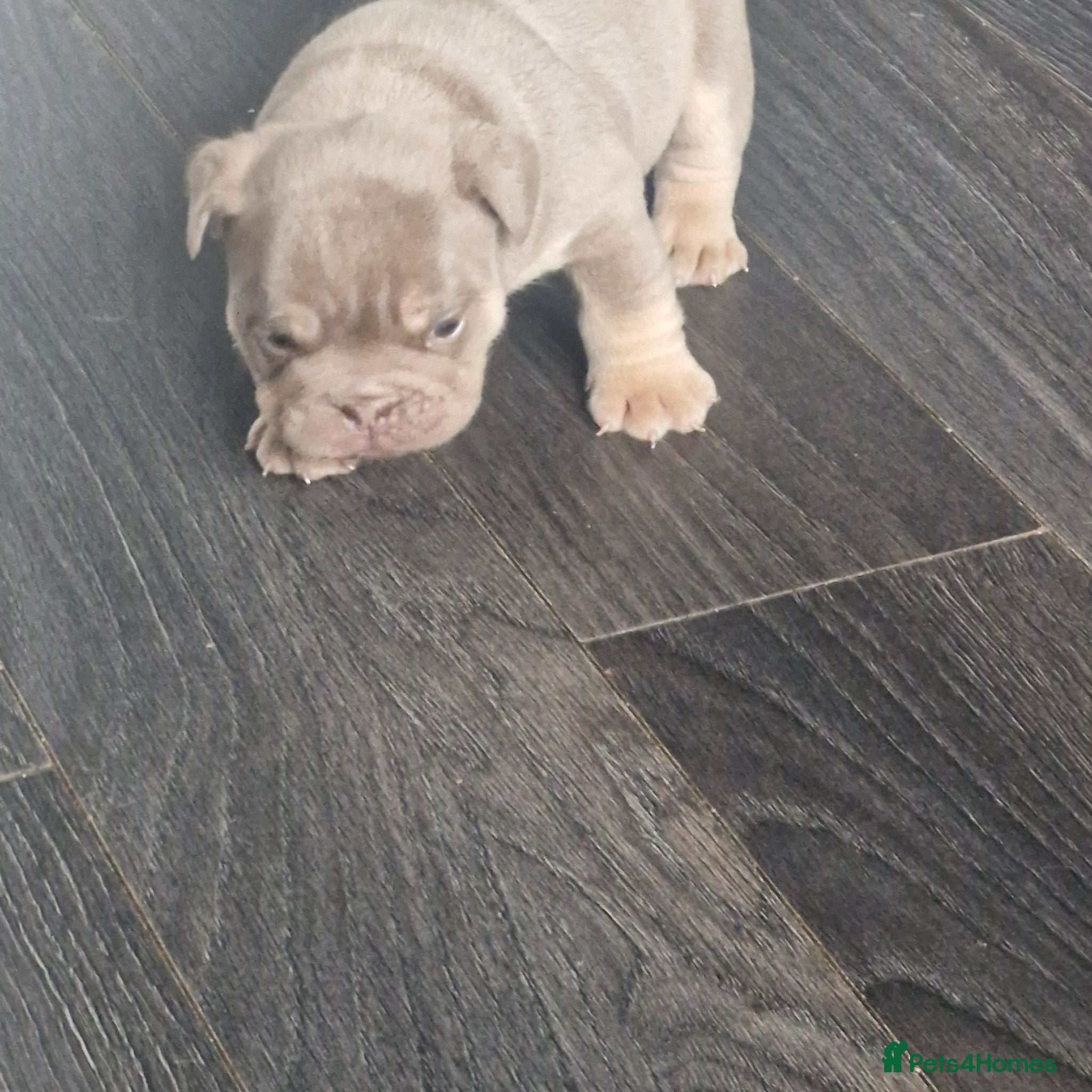 English Bulldog dogs KC REGISTERED BLUE TRI ENGLISH BULLDOGS FOR SALE - Advert 2