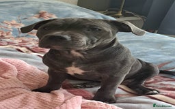 Staffordshire Bull Terrier dogs for sale: KC registration blue staffy , Champion blood line  - Image 2
