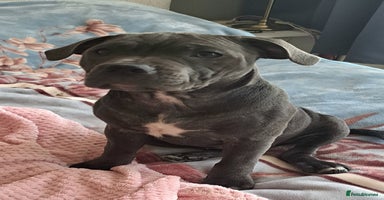 Staffordshire Bull Terrier dogs - Advert 1