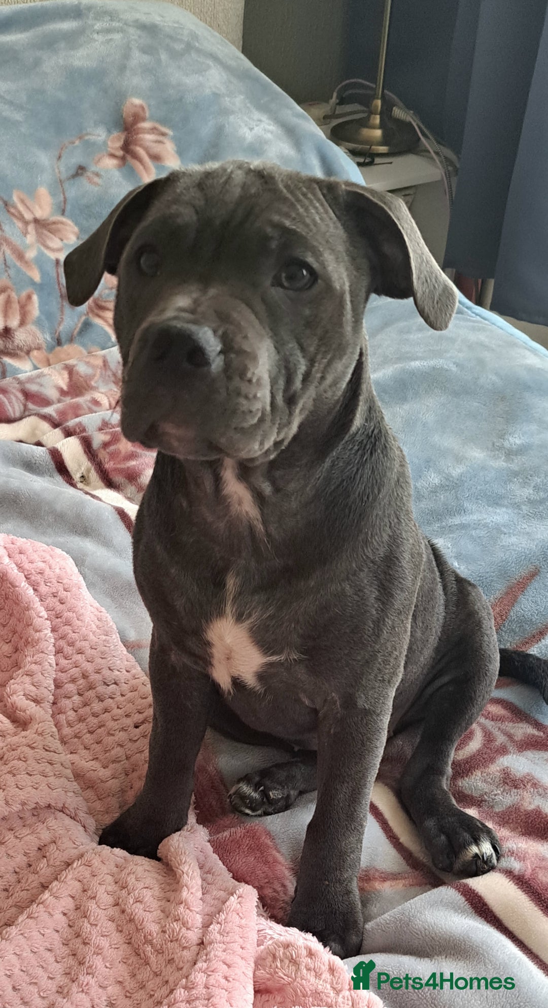 Staffordshire Bull Terrier dogs for sale: KC registration blue staffy , Champion blood line  - Image 2