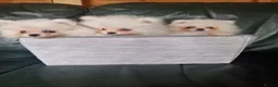 Pomeranian dogs for sale: Beautiful snow white Pomeranian puppy's  in Warrington - Advert 8