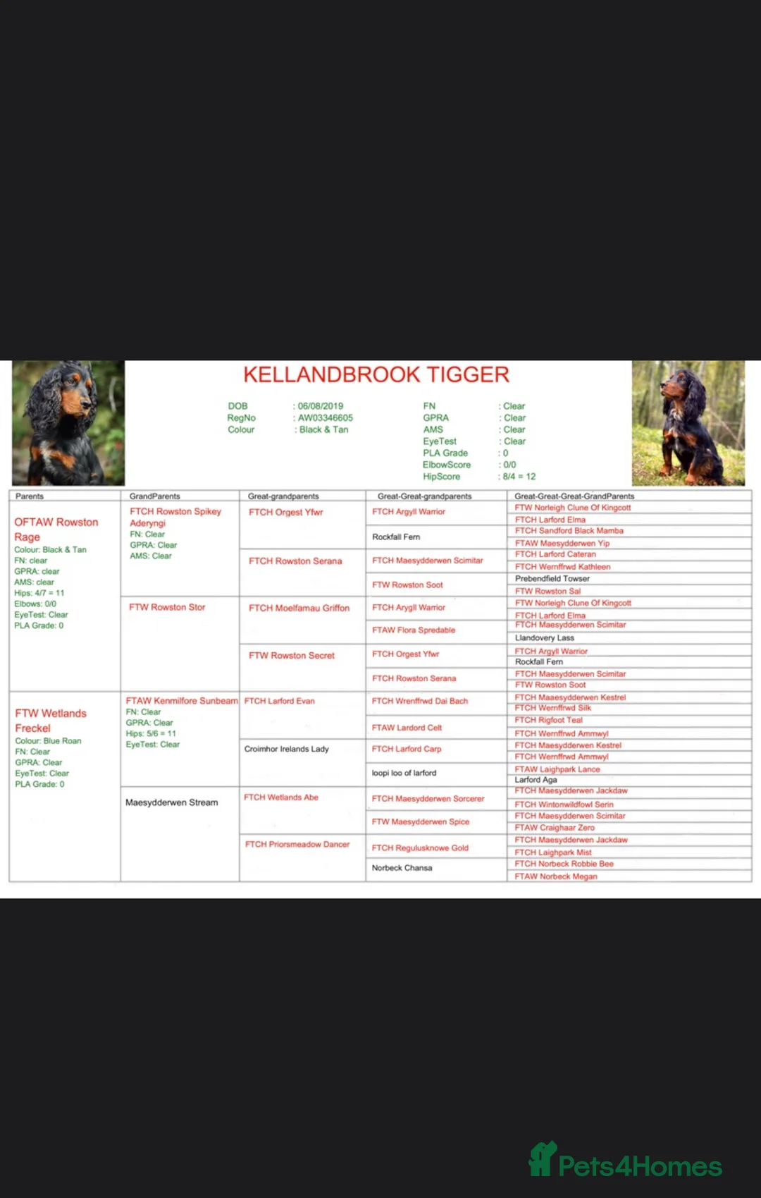 Cocker Spaniel dogs for stud: Black and tan cocker stud at Kellandbrook Gundogs  in Crediton - Advert 13