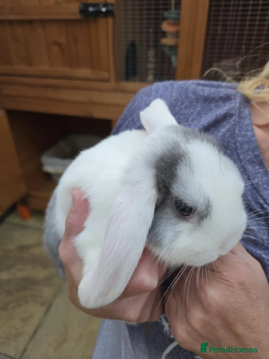 Mixed Breed rabbits for sale: Beautiful Litter Of Lop Earred Bunnies  - Advert 2