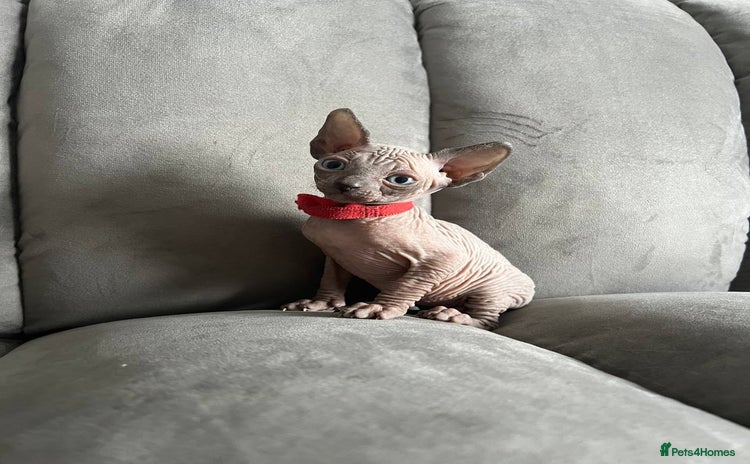 Sphynx cats - Advert 8