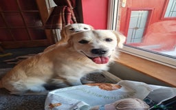 Golden Retriever dogs for sale: Stunning Golden Retriever boy - Image 7