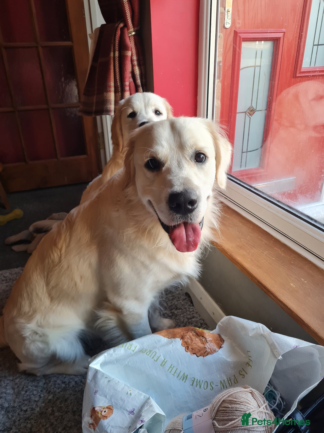 Golden Retriever dogs for sale: Stunning Golden Retriever boy - Image 7