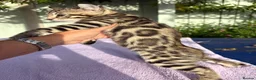 Keetso cats for sale: Superb polydactyl curled eared Keetso kittens.  - Advert 25