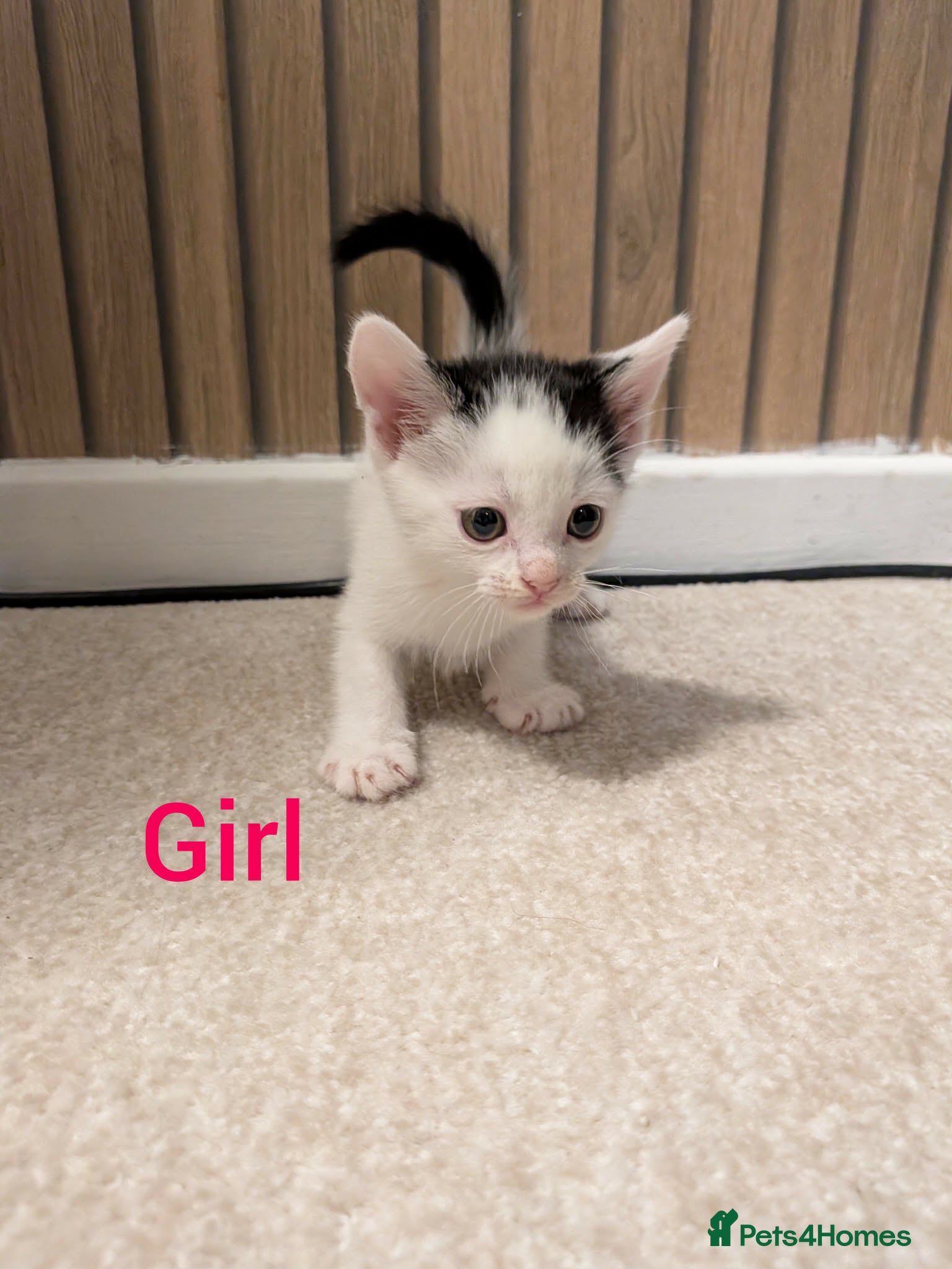 Mixed Breed cats 5 longhair kittens for sale  - Advert 1