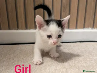 Mixed Breed cats 5 longhair kittens for sale - Advert 1