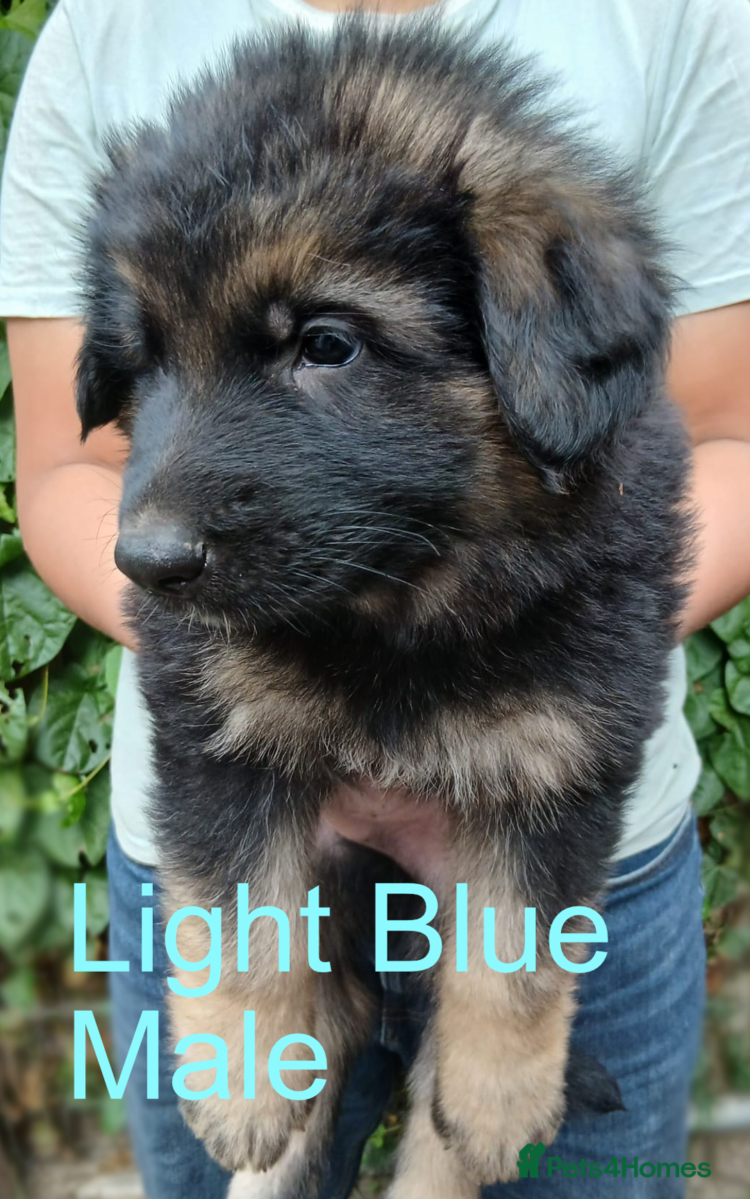 German Shepherd dogs for sale: Big Boned Chunky German Shepherd Puppies - Image 5