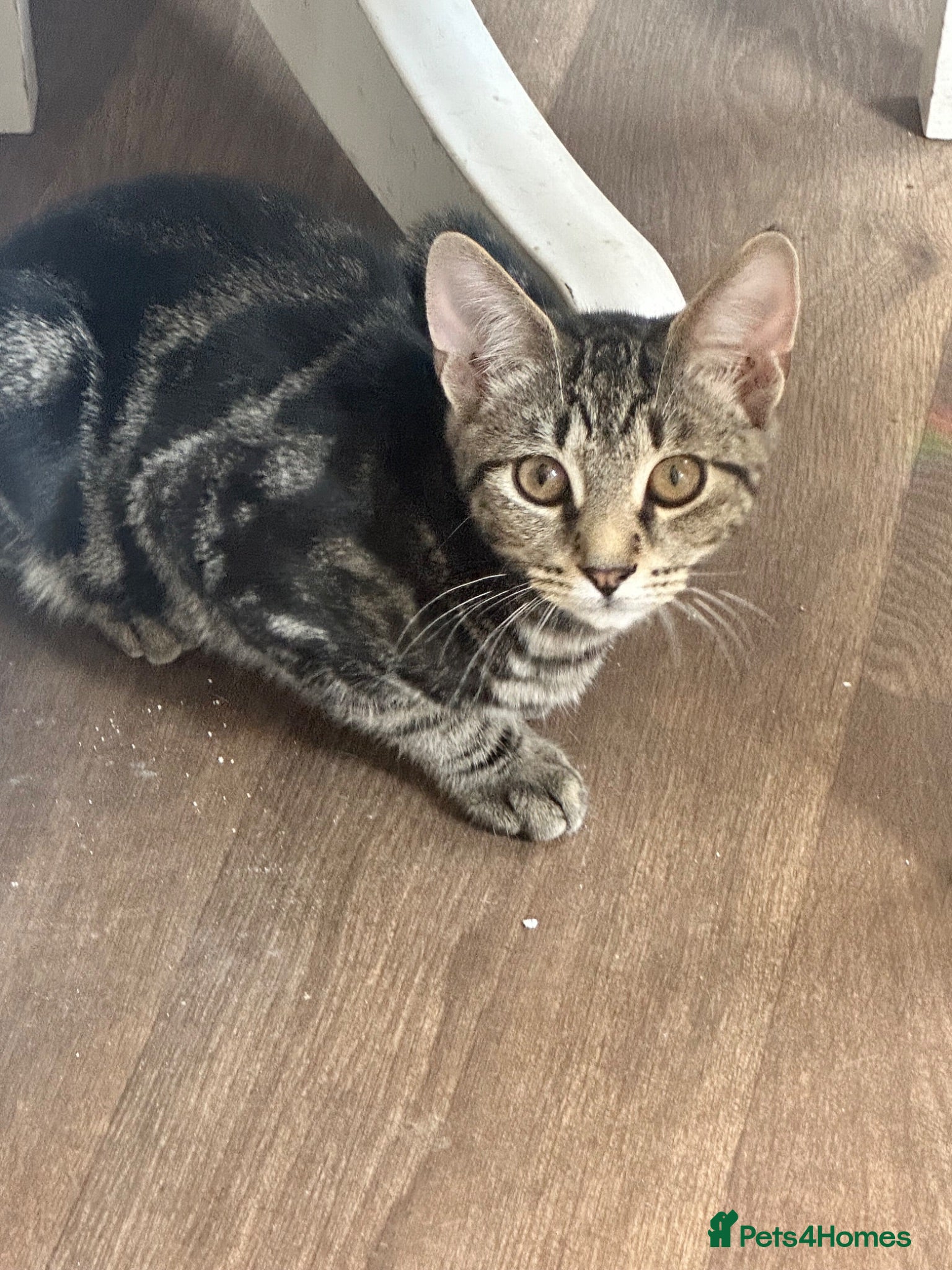 Mixed Breed cats Absolutely gorgeous female kitten for sale - Advert 4