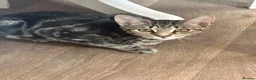 Mixed Breed cats for sale: Absolutely gorgeous female kitten for sale - Advert 10