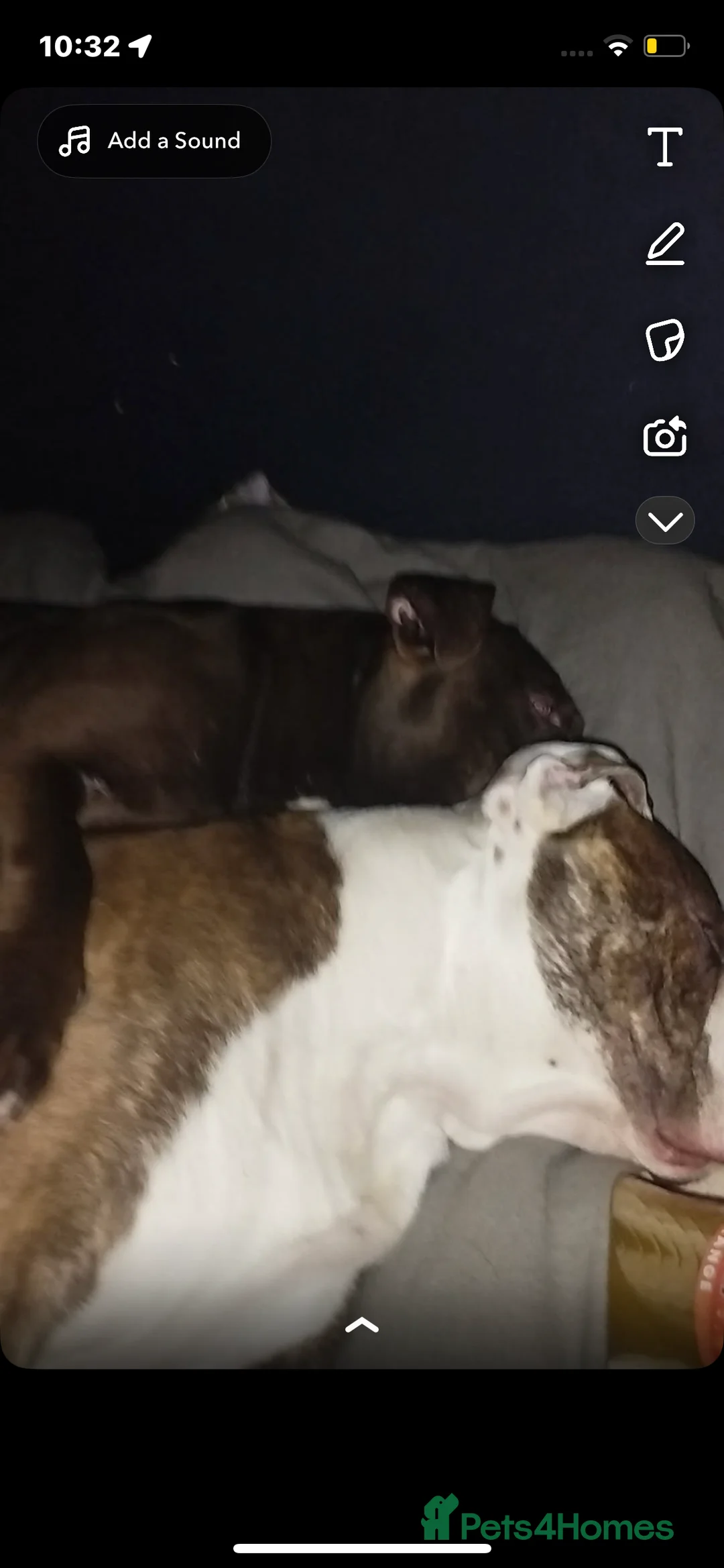 Mixed Breed dogs for sale: American bully x American bulldog puppies - Advert 14