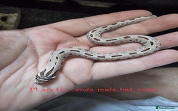 Snake reptiles for sale: Western Hognose Snakes  - Image 7